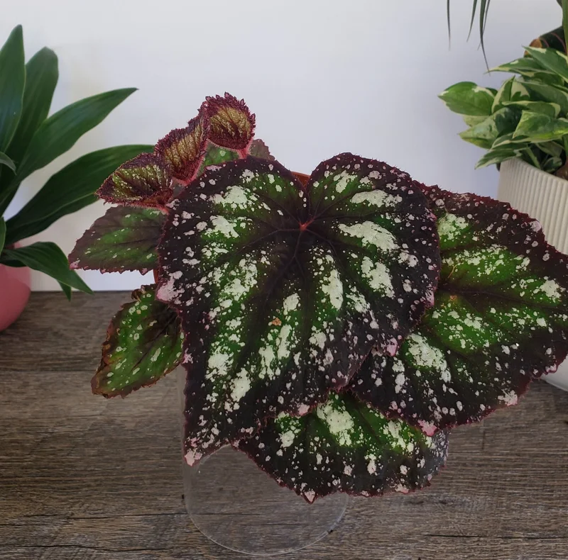 Rex Begonia Harmony's Starry Night Live Plant – 4 Inch Nursery Pot – Indoor - Image 1
