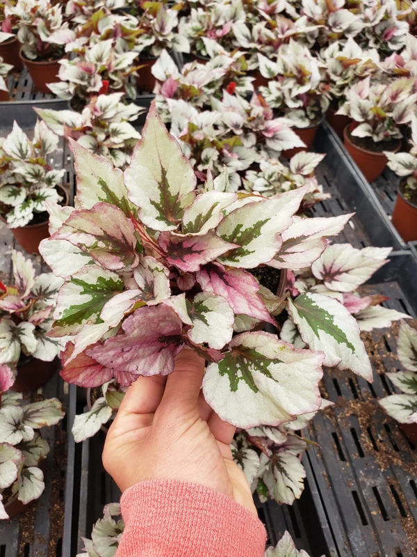 Rex Begonia 'Indian Summer' Live Plant - Silver Variegated Foliage, 5 Inch Pot - Image 2