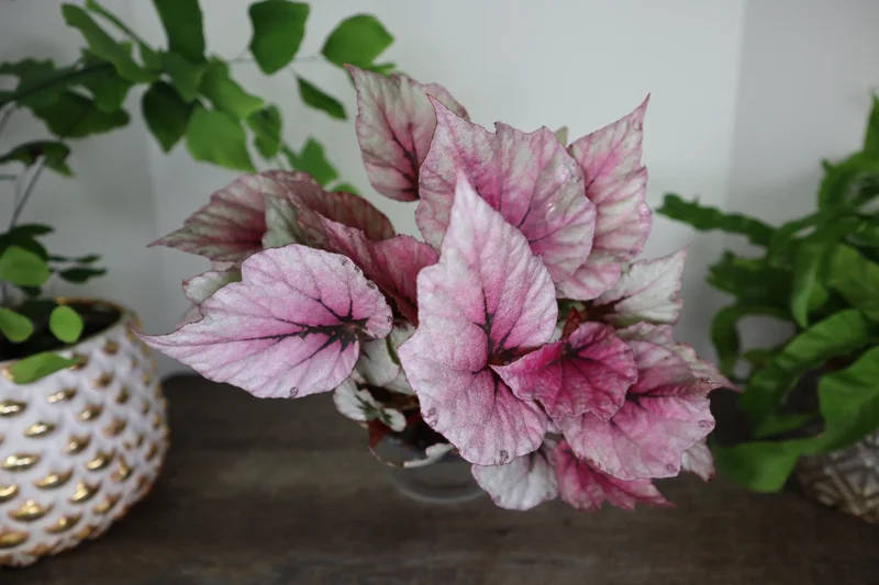 Rex Begonia 'Indian Summer' Live Plant - Silver Variegated Foliage, 5 Inch Pot - Image 1