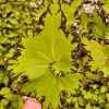 Rex Begonia Jive Live Plant – Neon Green Foliage – 5 Inch Pot – Indoor - Image 1