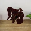 Rex Begonia Madame O'Reilley Live Plant - 4 Inch Nursery Pot - Indoor Houseplant - Image 1
