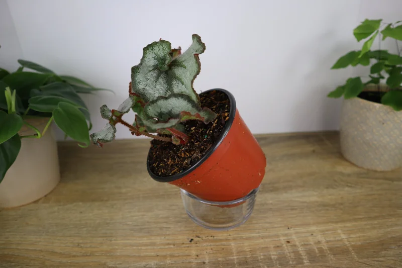 Rex Begonia Princess of Hanover Live Plant – Silver Swirl Escargot Type – 5 Inch Pot – Indoor Houseplant - Image 2