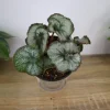 Rex Begonia Princess of Hanover Live Plant – Silver Swirl Escargot Type – 5 Inch Pot – Indoor Houseplant - Image 1