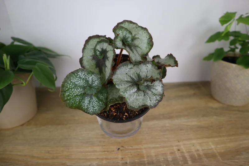 Rex Begonia Princess of Hanover Live Plant – Silver Swirl Escargot Type – 5 Inch Pot – Indoor Houseplant - Image 1