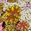 Rex Begonia Zumbia Mauritis Live Plant - Neon Green Variegated, 5 Inch Pot - Image 1