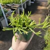 Rhipsalis Trigona Live Plant – Rare Jungle Cactus – 4 inch Pot – Pet Safe Indoor Plant - Image 1