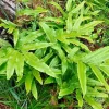 Ribbon Fern Spores (Pteris Cretica) - 1000 Seeds, Hardy Perennial - Image 1