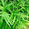 Ribbon Fern Spores (Pteris Cretica) - Hardy Evergreen Fern Seeds - Image 1