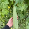 Ridge Gourd Live Plant - Luffa Vegetable Vine - 4 Inch Pot - Edible & Sponge - Image 1