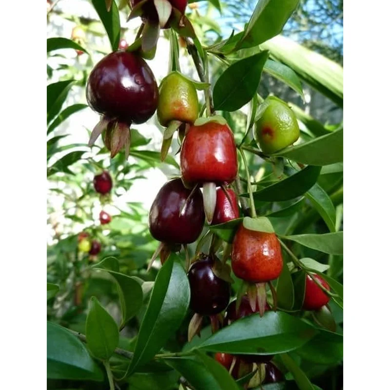 Rio Grande Cherry Tree Live Plant - 8 to 10 Inch Tall Fruit Tree in Half Gallon Pot Rio Grande Cherry Tree Live Plant - 8 to 10 Inch Tall Fruit Tree in Half Gallon Pot - Image 2