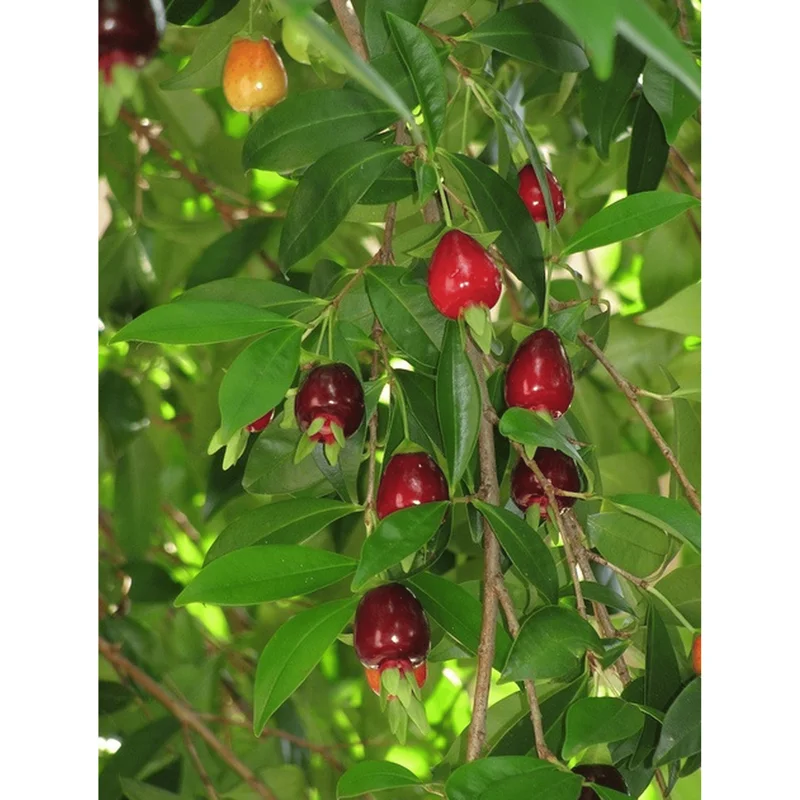 Rio Grande Cherry Tree Live Plant - 8 to 10 Inch Tall Fruit Tree in Half Gallon Pot Rio Grande Cherry Tree Live Plant - 8 to 10 Inch Tall Fruit Tree in Half Gallon Pot - Image 4