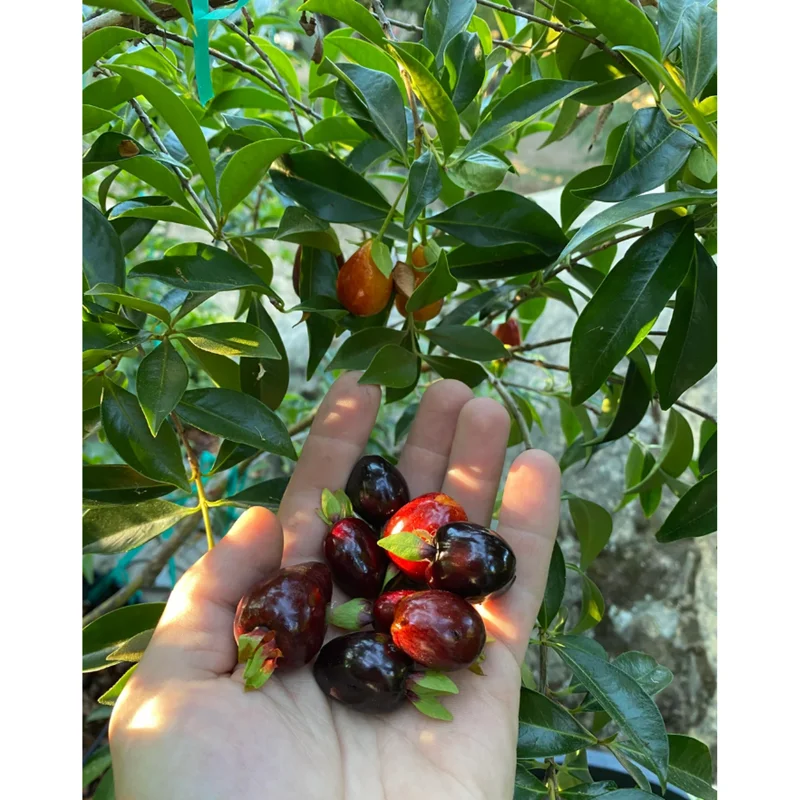 Rio Grande Cherry Tree Live Plant - 8 to 10 Inch Tall Fruit Tree in Half Gallon Pot Rio Grande Cherry Tree Live Plant - 8 to 10 Inch Tall Fruit Tree in Half Gallon Pot - Image 5