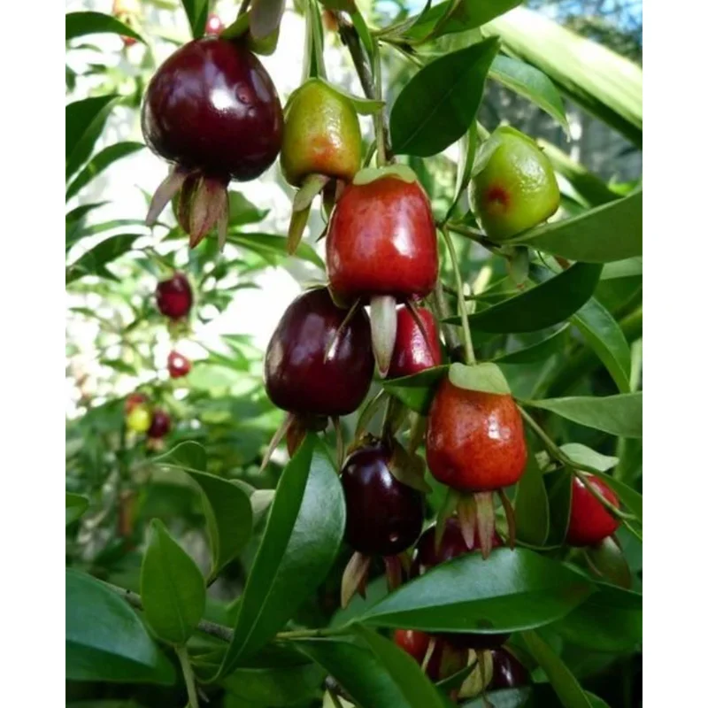 Rio Grande Cherry Tree Live Plant - 8 to 10 Inch Tall Fruit Tree in Half Gallon Pot Rio Grande Cherry Tree Live Plant - 8 to 10 Inch Tall Fruit Tree in Half Gallon Pot - Image 6