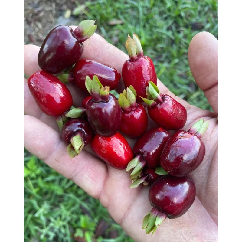 Rio Grande Cherry Tree Live Plant - 8 to 10 Inch Tall Fruit Tree in Half Gallon Pot Rio Grande Cherry Tree Live Plant - 8 to 10 Inch Tall Fruit Tree in Half Gallon Pot - Image 1