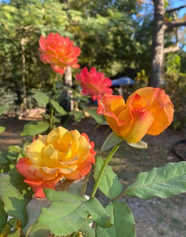 Rio Samba Hybrid Tea Rose Plant Live, Bi-Color Rose Bush Starter, 5-8" Tall, Fragrant Outdoor Rio Samba Hybrid Tea Rose Plant Live, Bi-Color Rose Bush Starter, 5-8" Tall, Fragrant Outdoor - Image 10