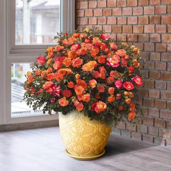 Rio Samba Hybrid Tea Rose Plant Live, Bi-Color Rose Bush Starter, 5-8" Tall, Fragrant Outdoor Rio Samba Hybrid Tea Rose Plant Live, Bi-Color Rose Bush Starter, 5-8" Tall, Fragrant Outdoor - Image 2