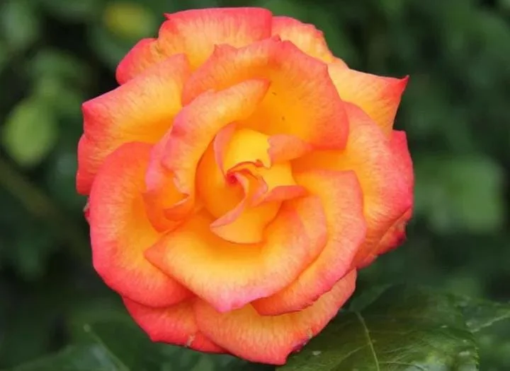 Rio Samba Hybrid Tea Rose Plant Live, Bi-Color Rose Bush Starter, 5-8" Tall, Fragrant Outdoor Rio Samba Hybrid Tea Rose Plant Live, Bi-Color Rose Bush Starter, 5-8" Tall, Fragrant Outdoor - Image 3