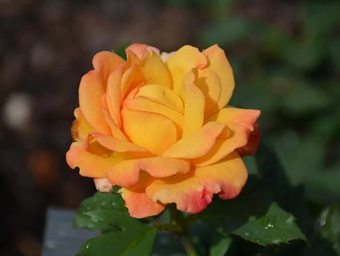 Rio Samba Hybrid Tea Rose Plant Live, Bi-Color Rose Bush Starter, 5-8" Tall, Fragrant Outdoor Rio Samba Hybrid Tea Rose Plant Live, Bi-Color Rose Bush Starter, 5-8" Tall, Fragrant Outdoor - Image 4