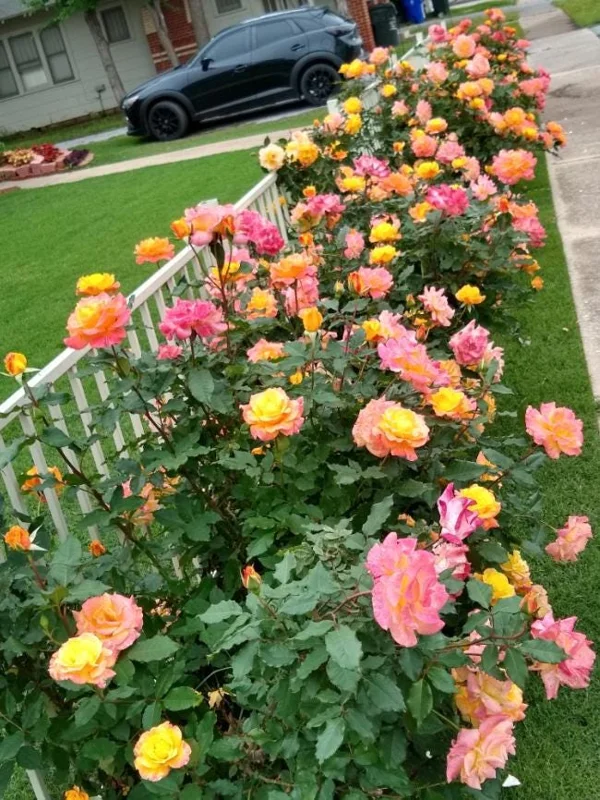 Rio Samba Hybrid Tea Rose Plant Live, Bi-Color Rose Bush Starter, 5-8" Tall, Fragrant Outdoor Rio Samba Hybrid Tea Rose Plant Live, Bi-Color Rose Bush Starter, 5-8" Tall, Fragrant Outdoor - Image 5