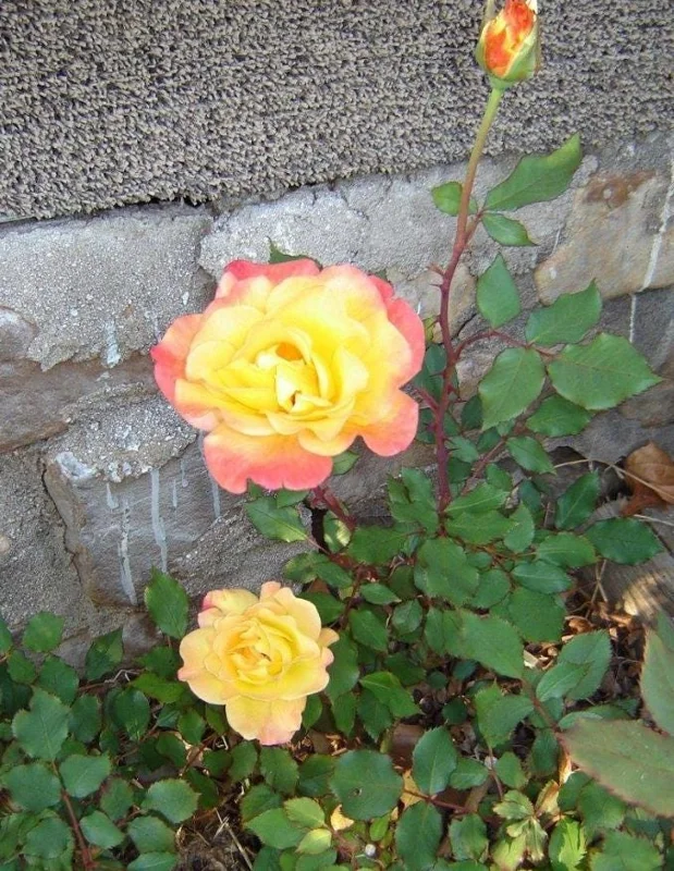 Rio Samba Hybrid Tea Rose Plant Live, Bi-Color Rose Bush Starter, 5-8" Tall, Fragrant Outdoor Rio Samba Hybrid Tea Rose Plant Live, Bi-Color Rose Bush Starter, 5-8" Tall, Fragrant Outdoor - Image 6