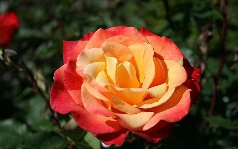 Rio Samba Hybrid Tea Rose Plant Live, Bi-Color Rose Bush Starter, 5-8" Tall, Fragrant Outdoor Rio Samba Hybrid Tea Rose Plant Live, Bi-Color Rose Bush Starter, 5-8" Tall, Fragrant Outdoor - Image 7