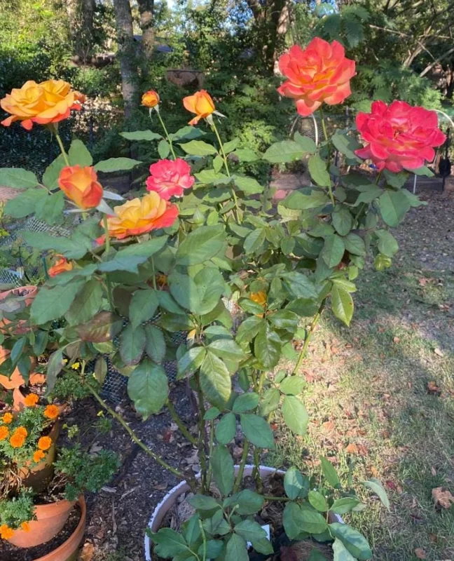 Rio Samba Hybrid Tea Rose Plant Live, Bi-Color Rose Bush Starter, 5-8" Tall, Fragrant Outdoor Rio Samba Hybrid Tea Rose Plant Live, Bi-Color Rose Bush Starter, 5-8" Tall, Fragrant Outdoor - Image 8