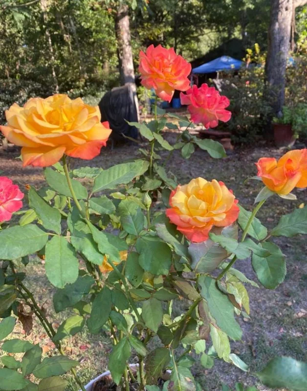 Rio Samba Hybrid Tea Rose Plant Live, Bi-Color Rose Bush Starter, 5-8" Tall, Fragrant Outdoor Rio Samba Hybrid Tea Rose Plant Live, Bi-Color Rose Bush Starter, 5-8" Tall, Fragrant Outdoor - Image 9