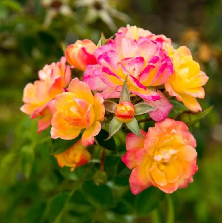 Rio Samba Rose Live Plant - Hybrid Tea Bush, 4-6 Inch Tall, Fragrant Bicolor Blooms Rio Samba Rose Live Plant - Hybrid Tea Bush, 4-6 Inch Tall, Fragrant Bicolor Blooms - Image 2