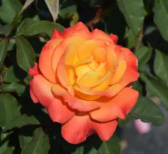 Rio Samba Rose Live Plant - Hybrid Tea Bush, 4-6 Inch Tall, Fragrant Bicolor Blooms Rio Samba Rose Live Plant - Hybrid Tea Bush, 4-6 Inch Tall, Fragrant Bicolor Blooms - Image 3