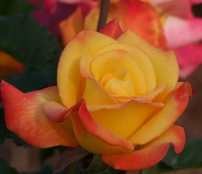 Rio Samba Rose Live Plant - Hybrid Tea Bush, 4-6 Inch Tall, Fragrant Bicolor Blooms Rio Samba Rose Live Plant - Hybrid Tea Bush, 4-6 Inch Tall, Fragrant Bicolor Blooms - Image 5