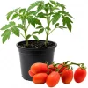 Roma Tomato Plant Live – 4 Inch Pot Vegetable Starter – High Yielding - Image 1