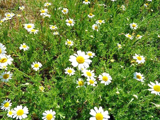 Roman Chamomile Seeds – 100 Seeds – Herb for Calming & Sleep – Indoor/Outdoor - Image 2