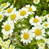 Roman Chamomile Seeds – 100 Seeds – Herb for Calming & Sleep – Indoor/Outdoor - Image 1