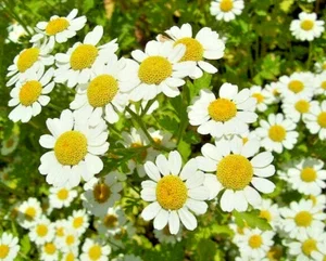 Roman Chamomile Seeds – 100 Seeds – Herb for Calming & Sleep – Indoor/Outdoor - Image 1