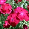 Rose Campion Seeds – Lychnis Coronaria – 155 Seeds – Magenta Flowers, Fuzzy White Leaves – Outdoor Perennial - Image 1