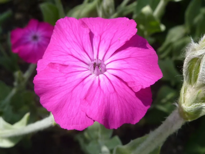 Rose Campion Seeds – Lychnis Coronaria – 155 Seeds – Magenta Flowers, Fuzzy White Leaves – Outdoor Perennial - Image 2