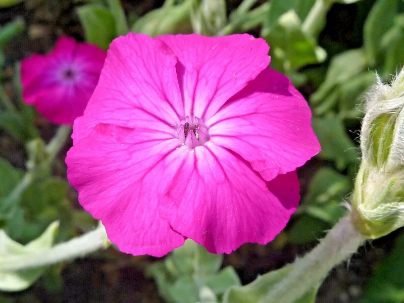Rose Campion Seeds (Lychnis Coronaria) - 200 Perennial Flower Seeds for Outdoor Garden - Image 2