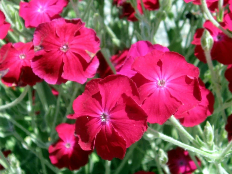 Rose Campion Seeds (Lychnis Coronaria) - 200 Perennial Flower Seeds for Outdoor Garden - Image 1