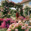 Rose Flower Seeds 200 Pcs - Perennial Decorative Plants for Yard & Balcony - Image 1