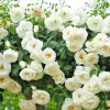 Rose Flower Seeds & Plant Cuttings - 50+ Count - Live Plant or Seeds - Indoor/Outdoor - Image 1
