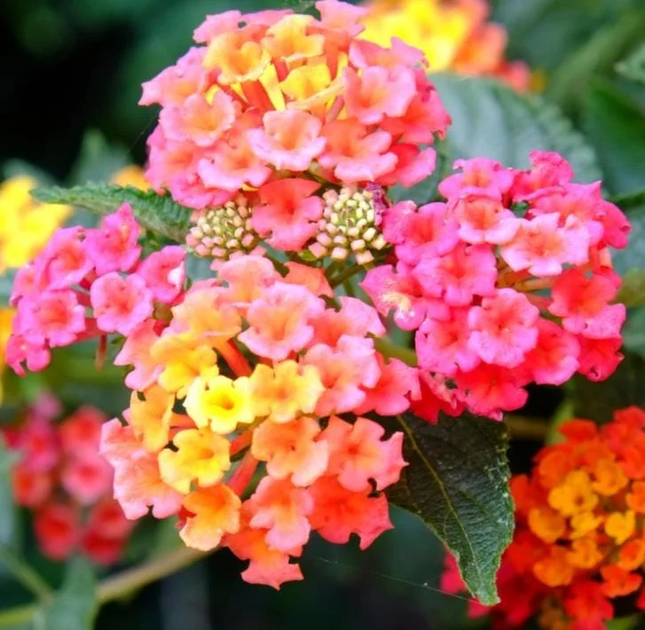 Rose Lantana Live Plant 5-7" Tall - Vibrant Perennial Flower for Outdoor Rose Lantana Live Plant 5-7" Tall - Vibrant Perennial Flower for Outdoor - Image 2
