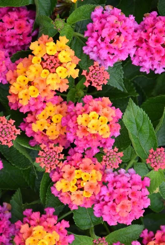 Rose Lantana Live Plant 5-7" Tall - Vibrant Perennial Flower for Outdoor Rose Lantana Live Plant 5-7" Tall - Vibrant Perennial Flower for Outdoor - Image 4