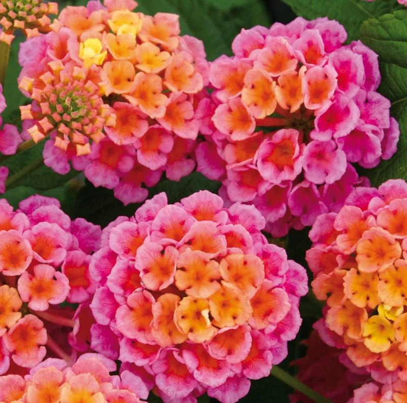 Rose Lantana Live Plant 5-7" Tall - Vibrant Perennial Flower for Outdoor Rose Lantana Live Plant 5-7" Tall - Vibrant Perennial Flower for Outdoor - Image 5