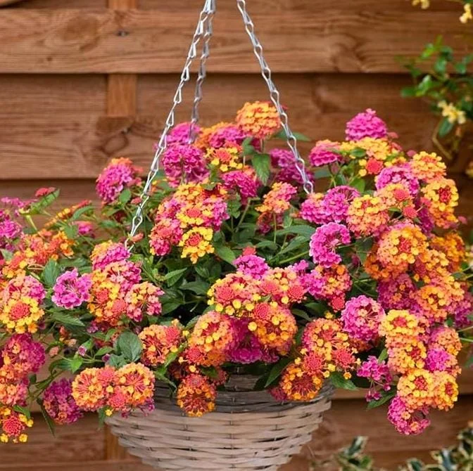 Rose Lantana Live Plant 5-7" Tall - Vibrant Perennial Flower for Outdoor Rose Lantana Live Plant 5-7" Tall - Vibrant Perennial Flower for Outdoor - Image 6
