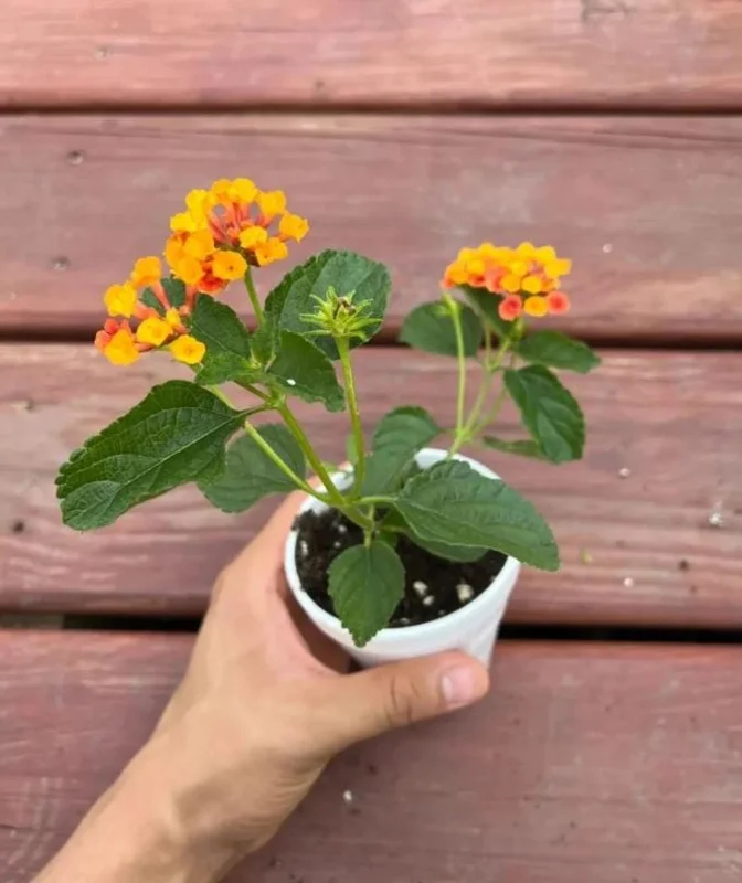 Rose Lantana Live Plant 5-7" Tall - Vibrant Perennial Flower for Outdoor Rose Lantana Live Plant 5-7" Tall - Vibrant Perennial Flower for Outdoor - Image 7
