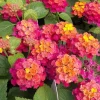 Rose Lantana Live Plant 5-7" Tall - Vibrant Perennial Flower for Outdoor - Image 1