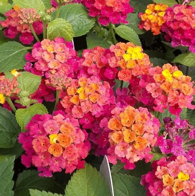 Rose Lantana Live Plant 5-7" Tall - Vibrant Perennial Flower for Outdoor Rose Lantana Live Plant 5-7" Tall - Vibrant Perennial Flower for Outdoor - Image 1