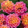 Rose Lantana Live Plant, Fragrant Flowers Perennial, 4-6 Inch Tall Rose Lantana Live Plant, Fragrant Flowers Perennial, 4-6 Inch Tall - Image 1