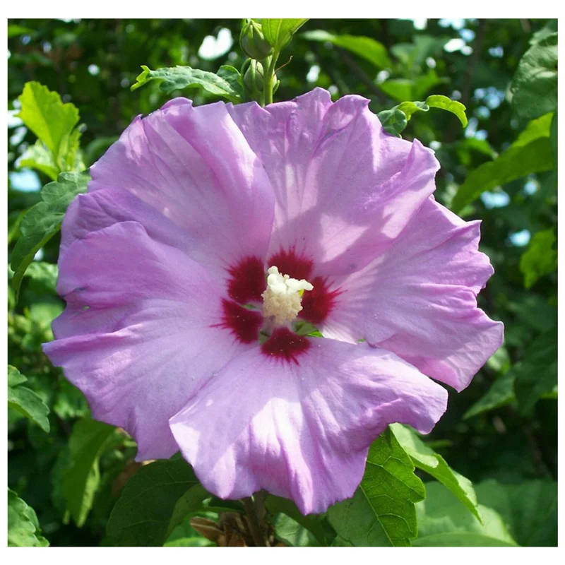 Rose of Sharon Plant Cuttings (Set of 10) - White or Purple Flowering Shrub Rose of Sharon Plant Cuttings (Set of 10) - White or Purple Flowering Shrub - Image 2
