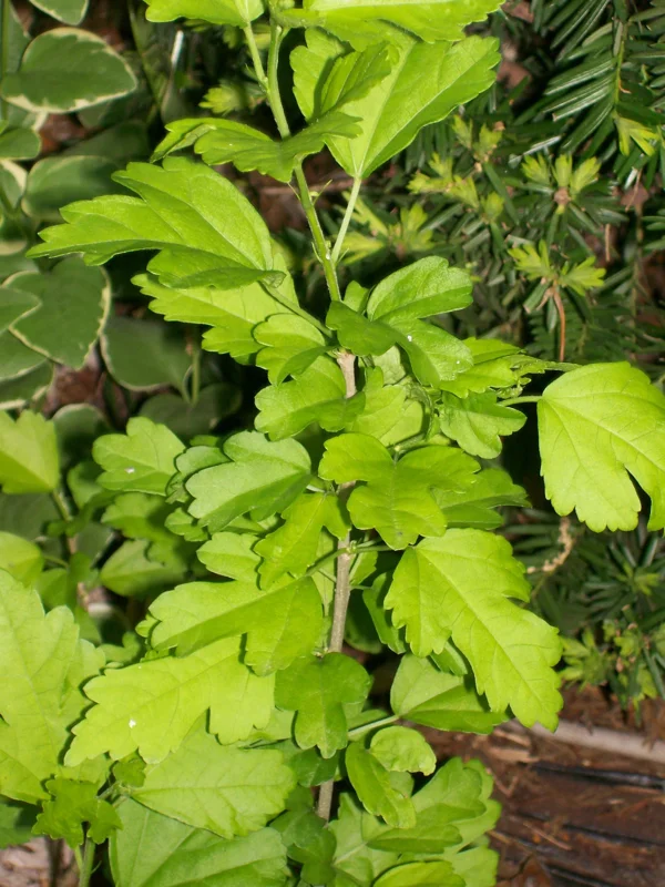 Rose of Sharon Plant Cuttings (Set of 10) - White or Purple Flowering Shrub Rose of Sharon Plant Cuttings (Set of 10) - White or Purple Flowering Shrub - Image 4